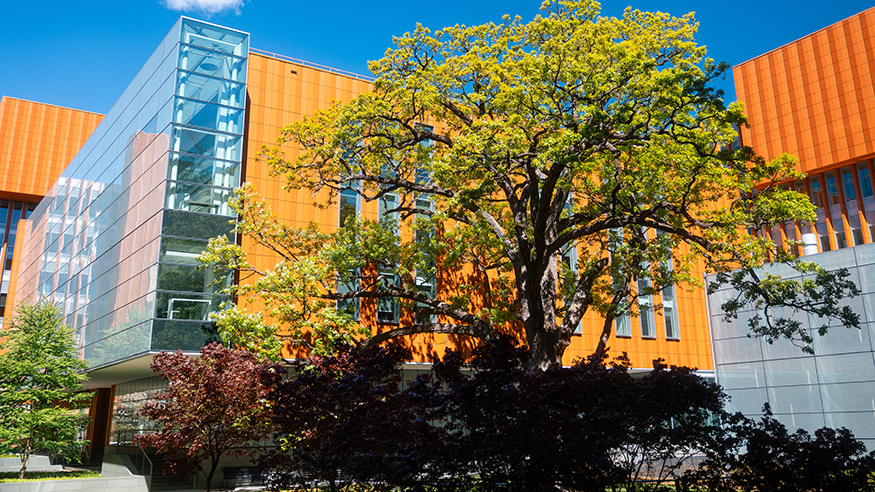 The tree in the courtyard the Ross School of Business sits under a vibrant blue sky.