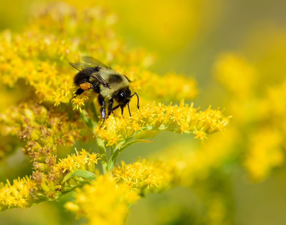 bumblebee on a golden rod flower
