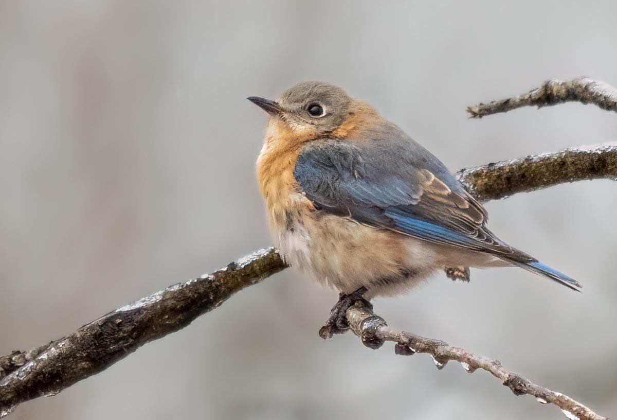 eastern bluebird