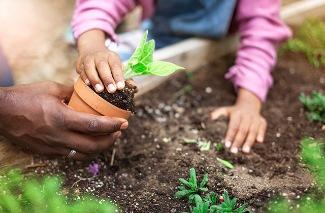 Hands of a child and parent planting something in a garden